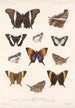 Insecta Lepidoptera Rhopalocera Pl 028 - Frederick DuCane Godman — Ansicht des Kunstwerks