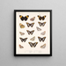 Insekten Lepidoptera Rhopalocères Pl 029 - Frederick Du Cane Godman — gerahmtes Bild an der Wand