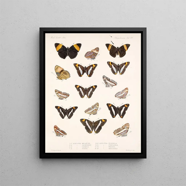 Insekten Lepidoptera Rhopalocères Pl 029 - Frederick Du Cane Godman — gerahmtes Bild an der Wand