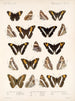 Insekten Lepidoptera Rhopalocera Pl 030 - Frederick Du Cane Godman — Ansicht des Kunstwerks
