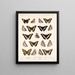 Insekten Lepidoptera Rhopalocera Pl 030 - Frederick Du Cane Godman — gerahmtes Bild an der Wand