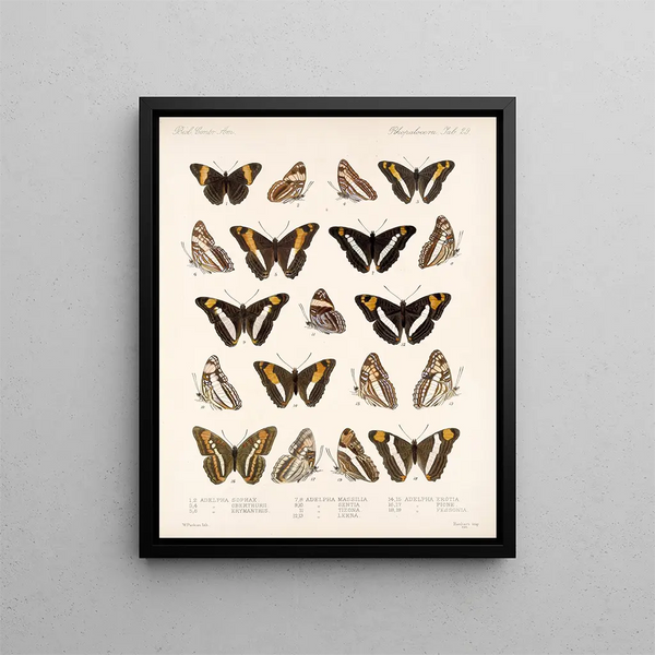 Insekten Lepidoptera Rhopalocera Pl 030 - Frederick Du Cane Godman — gerahmtes Bild an der Wand