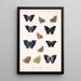 Insecta Lepidoptera Rhopalocera Pl 033 - Frederick DuCane Godman — gerahmtes Bild an der Wand