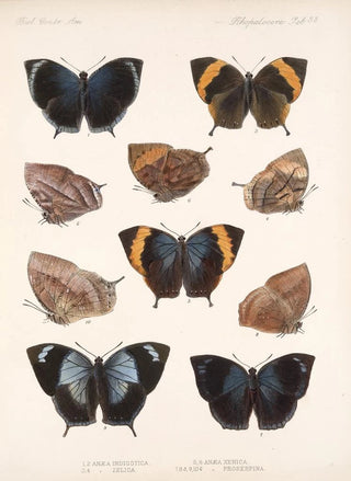 Frederick DuCane Godman - Insecta LepidopteraRhopalocera Pl 034.webp