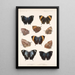 Insecta Lepidoptera Rhopalocera Pl 034 - Frederick DuCane Godman — gerahmtes Bild an der Wand