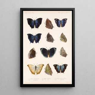 Frederick DuCane Godman - Insecta LepidopteraRhopalocera Pl 035.webp