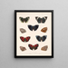Insekten Lepidoptera Rhopalocera Pl 038 - Frederick DuCane Godman — gerahmtes Bild an der Wand