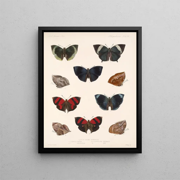Insekten Lepidoptera Rhopalocera Pl 038 - Frederick DuCane Godman — gerahmtes Bild an der Wand