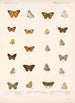 Insecta Lepidoptera Rhopalocera Pl 040 - Frederick DuCane Godman — Ansicht des Kunstwerks