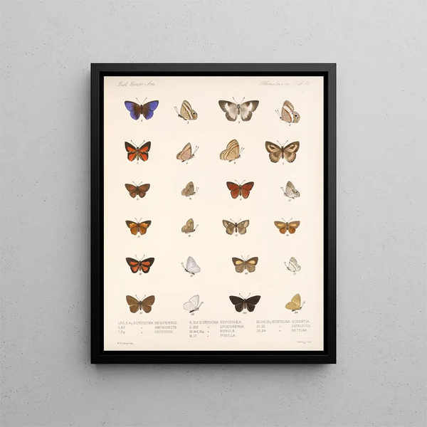 Insekten Lepidoptera Rhopalocères Pl 041 - Frederick DuCane Godman — gerahmtes Bild an der Wand