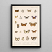 Insecta Lepidoptera Rhopalocera Pl 046 - Frederick DuCane Godman — gerahmtes Bild an der Wand