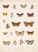 Insecta Lepidoptera Rhopalocera Pl 046 - Frederick DuCane Godman — Ansicht des Kunstwerks