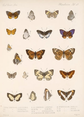 Frederick DuCane Godman - Insecta LepidopteraRhopalocera Pl 046.webp