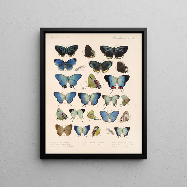 Insekten Lepidoptera Rhopalocères Pl 049 - Frederick DuCane Godman — gerahmtes Bild an der Wand