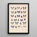 Insecta Lepidoptera Rhopalocera Pl 052 - Frederick DuCane Godman — gerahmtes Bild an der Wand