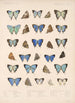 Insecta Lepidoptera Rhopalocera Pl 052 - Frederick DuCane Godman — Ansicht des Kunstwerks