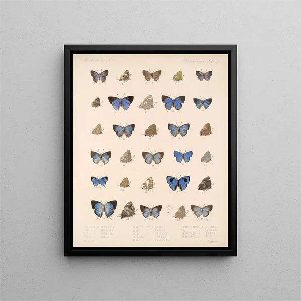 Insekten Lepidoptera Rhopalocères Pl 055 - Frederick DuCane Godman — gerahmtes Bild an der Wand