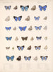 Insekten Lepidoptera Rhopalocera Pl 056 - Frederick DuCane Godman — Ansicht des Kunstwerks