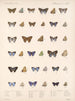 Insekten Lepidoptera Rhopalocera Pl 058 - Frederick DuCane Godman — Ansicht des Kunstwerks