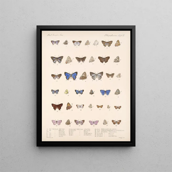 Insekten Lepidoptera Rhopalocères Pl 059 - Frederick DuCane Godman — gerahmtes Bild an der Wand