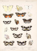 Insekten Lepidoptera Rhopalocères Pl 061 - Frederick DuCane Godman — Ansicht des Kunstwerks