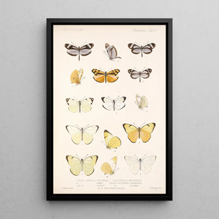 Frederick DuCane Godman - Insecta LepidopteraRhopalocera Pl 062.webp