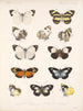 Insekten Lepidoptera Rhopalocères Pl 063 - Frederick DuCane Godman — Ansicht des Kunstwerks