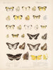 Insekten Lepidoptera Rhopalocera Pl 065 - Frederick DuCane Godman — Ansicht des Kunstwerks