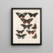 Insekten Lepidoptera Rhopalocera Pl 066 - Frederick DuCane Godman — gerahmtes Bild an der Wand