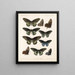 Insekten Lepidoptera Rhopalocera Pl 067 - Frederick DuCane Godman — gerahmtes Bild an der Wand
