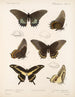 Insekten Lepidoptera Rhopalocera Pl 070 - Frederick DuCane Godman — Ansicht des Kunstwerks