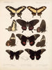 Insekten Lepidoptera Rhopalocera Pl 071 - Frederick DuCane Godman — Ansicht des Kunstwerks