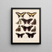 Insekten Lepidoptera Rhopalocera Pl 071 - Frederick DuCane Godman — gerahmtes Bild an der Wand