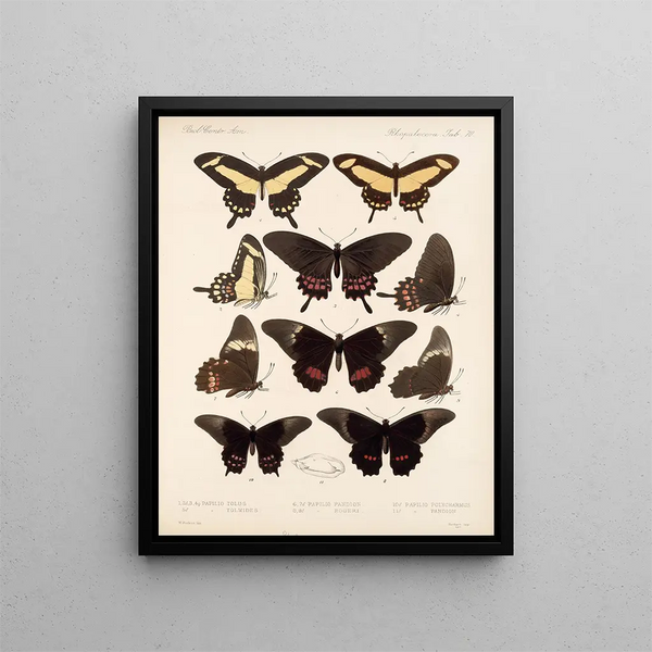 Insekten Lepidoptera Rhopalocera Pl 071 - Frederick DuCane Godman — gerahmtes Bild an der Wand