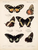 Insekten Lepidoptera Rhopalocères Pl 072 - Frederick DuCane Godman — Ansicht des Kunstwerks