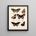 Insekten Lepidoptera Rhopalocères Pl 072 - Frederick DuCane Godman — gerahmtes Bild an der Wand