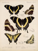 Insekten Lepidoptera Rhopalocera Pl 073 - Frederick DuCane Godman — Ansicht des Kunstwerks