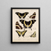 Insekten Lepidoptera Rhopalocera Pl 073 - Frederick DuCane Godman — gerahmtes Bild an der Wand