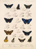Insekten Lepidoptera Rhopalocères Pl 074 - Frederick DuCane Godman — Ansicht des Kunstwerks