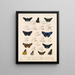 Insekten Lepidoptera Rhopalocères Pl 074 - Frederick DuCane Godman — gerahmtes Bild an der Wand