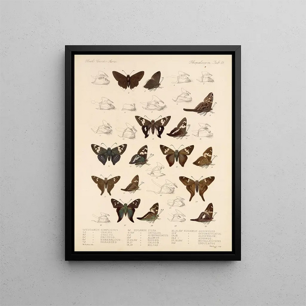 Insekten Lepidoptera Rhopalocera Pl 076 - Frederick DuCane Godman — gerahmtes Bild an der Wand
