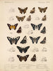 Insekten Lepidoptera Rhopalocera Pl 077 - Frederick DuCane Godman — Ansicht des Kunstwerks