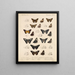 Insekten Lepidoptera Rhopalocera Pl 077 - Frederick DuCane Godman — gerahmtes Bild an der Wand