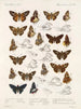 Insekten Lepidopteren Rhopalocères Pl 107 - Frederick DuCane Godman — Ansicht des Kunstwerks