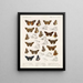 Insekten Lepidopteren Rhopalocères Pl 107 - Frederick DuCane Godman — gerahmtes Bild an der Wand
