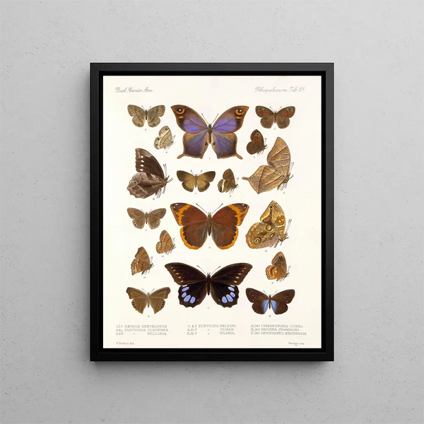 Insekten Lepidoptera Rhopalocera Pl 108 - Frederick DuCane Godman — gerahmtes Bild an der Wand