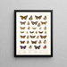Insekten Schmetterlinge Rhopalocères Pl 109 - Frederick DuCane Godman — gerahmtes Bild an der Wand