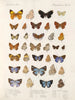 Insekten Lepidoptera Rhopalocera Pl 111 - Frederick DuCane Godman — Ansicht des Kunstwerks