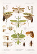 Insecta Orthoptera Pl 2 - Frederick DuCane Godman — Ansicht des Kunstwerks