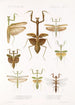 Insecta Orthoptera Pl 3 - Frederick DuCane Godman — Ansicht des Kunstwerks